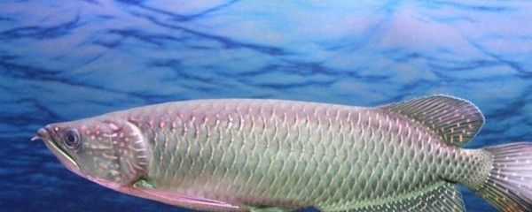 金龍魚用多大的缸養(yǎng)最好，養(yǎng)殖金龍魚需要注意的事項，金龍魚魚缸布置技巧