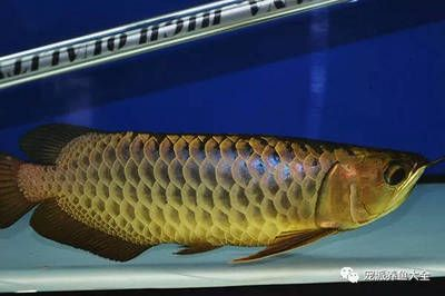 龍魚換水加多少鹽，給龍魚換水時需要加鹽嗎 龍魚換水加多少鹽，給龍魚換水時需要加鹽嗎 龍魚百科 第1張