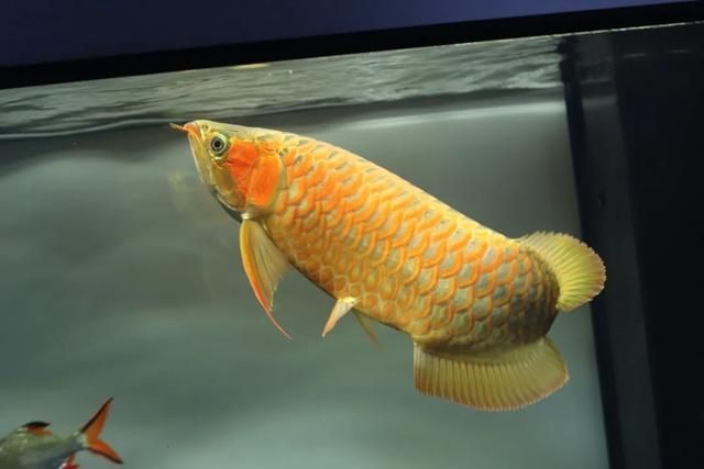 金龍魚為什么是金色的，如何鑒別金龍魚的金色