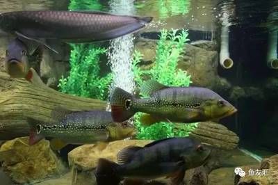 巴西亞魚繁殖環(huán)境優(yōu)化（優(yōu)化巴西亞魚的繁殖環(huán)境需要綜合考慮水質(zhì)管理、繁殖行為的理解）