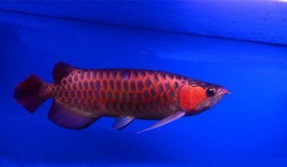 如何調整紅龍魚的狀態，紅龍魚如何保持良好的生活狀態