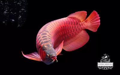 龍魚有什么作用，龍魚在水族館中的作用