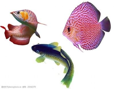 龍魚設計，龍魚設計在文化中的應用