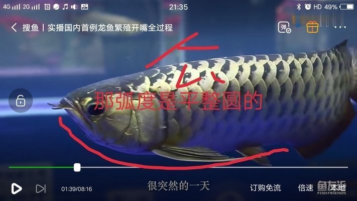 怎么選金龍魚公母圖解，如何分辨金龍魚的公母