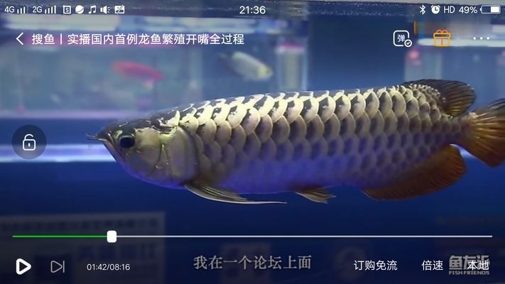 怎么選金龍魚公母圖解，如何分辨金龍魚的公母