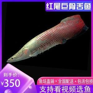 雷龍魚批發去哪里（雷龍魚批發市場信譽評價）