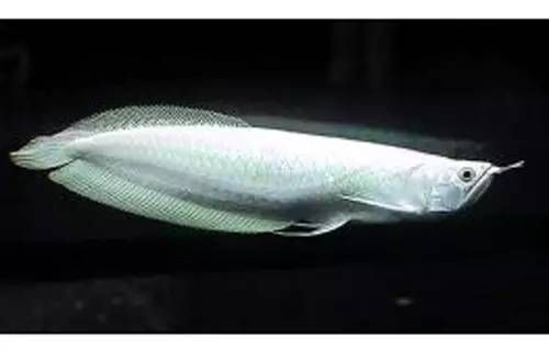 世界上最貴的金龍魚排行榜，世界上最昂貴的金龍魚品種