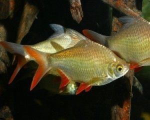 龍魚混養(yǎng)泰國鯽，泰國鯽魚和龍魚可以混養(yǎng)嗎？