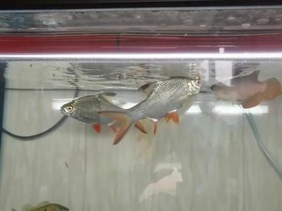 龍魚混養泰國鯽，泰國鯽魚和龍魚可以混養嗎？