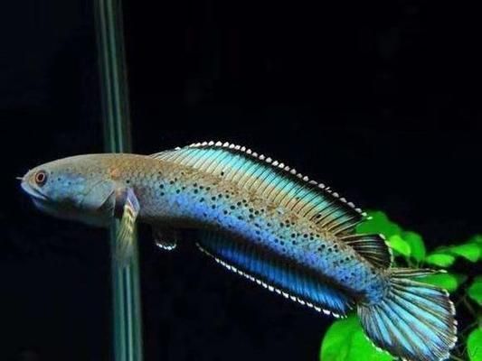貴陽上門回收魚缸電話號碼 貴陽市魚缸批發市場