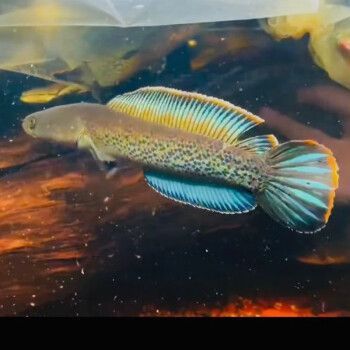 雷龍魚品種介紹，雷龍魚品種介紹，雷龍魚品種有哪些