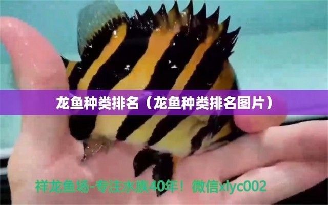 龍魚漁場排名前十是什么魚種類，龍魚漁場排名前十的魚種類