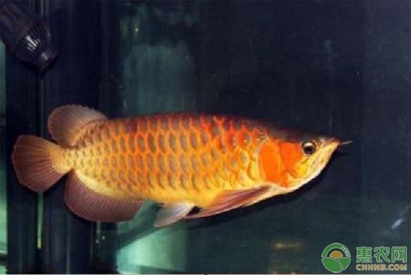 什么品種的龍魚好看又好養活的，過背金龍魚是最好看的龍魚之一，過背金龍魚是最好看的