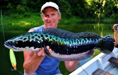雷龍魚在哪里抓，云南瀾滄江雷龍魚捕撈技巧,海南島雷龍魚分布特點,雷龍魚最佳捕捉季節探究