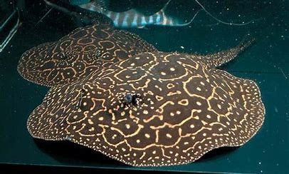金龍魚的水溫大約多少度合適：金龍魚的水溫大約多少度合適呢？