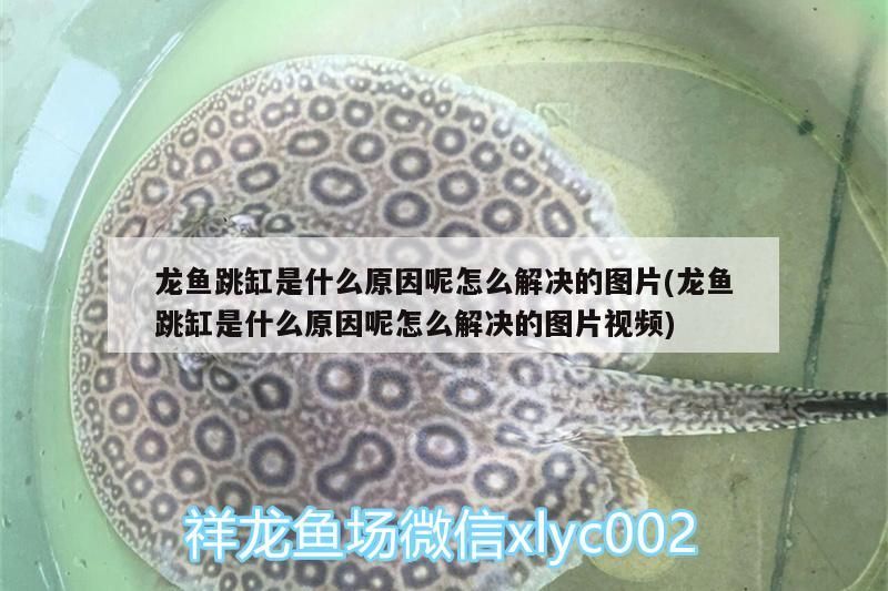 龍魚和虎魚可以混養嗎圖片欣賞（龍魚與虎魚混養追打掉鱗片）