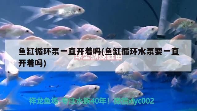 遼寧鞍山魚缸批發地址電話號碼是多少啊（遼寧鞍山觀賞魚批發市場）