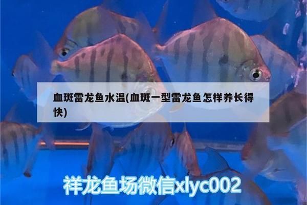 雷龍魚飼養條件，飼養雷龍魚需要考慮哪些方面