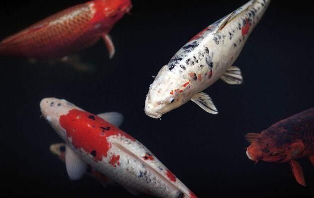金龍魚飼料哪個品牌好：在選擇金龍魚飼料時