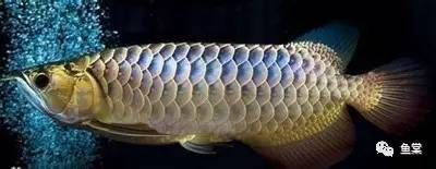 金龍魚長什么樣？，金龍魚是一種外形華麗的，具有獨特的外觀和生活習慣