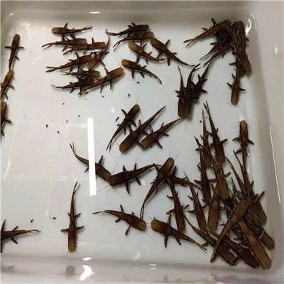 鴨嘴鯊魚的繁殖方式（亞馬遜流域特有物種介紹鴨嘴鯊魚的飼養(yǎng)技巧分享）