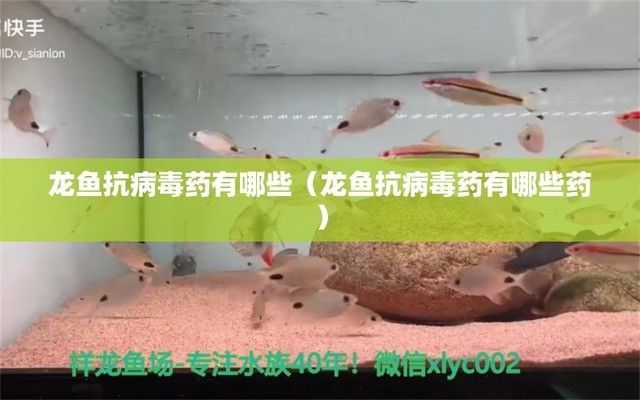龍魚特效抗菌藥是什么，龍魚特效抗菌藥的使用誤區