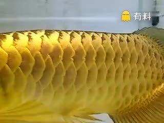 金龍魚最大能長多重，關于金龍魚的最大體重的一些詳細信息