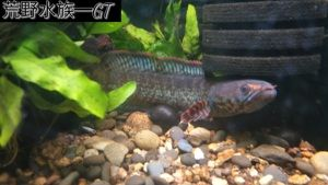 雷龍魚體型排行榜前十名，雷龍魚體型排行榜