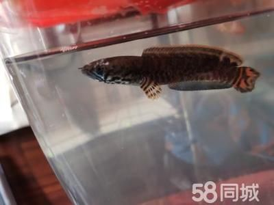 雷龍魚體型排行榜前十名，雷龍魚體型排行榜