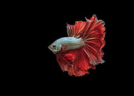 龍魚(yú)背景圖用什么顏色的好看（如何選擇龍魚(yú)背景圖的顏色）
