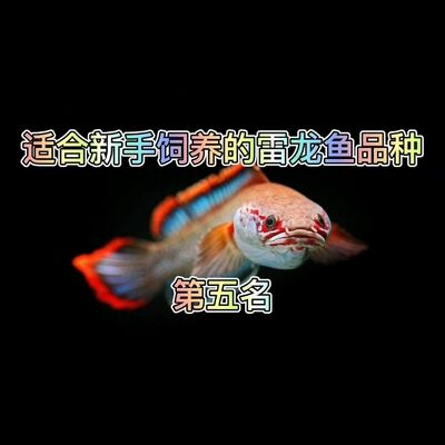 雷龍魚哪種最貴最好養(yǎng)，目前市場(chǎng)上最貴的雷龍魚品種是什么？