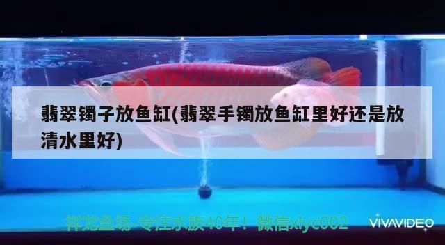 龍魚生存在什么地方：龍魚的原生環(huán)境