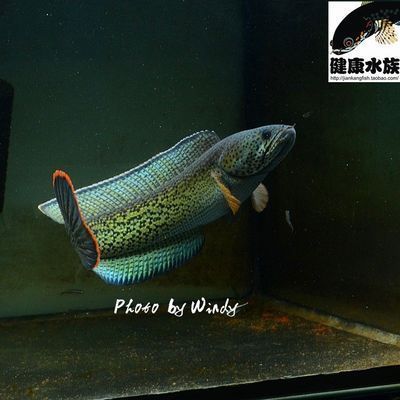龍魚配對會有哪些表現(xiàn)，龍魚配對成功后的一些表現(xiàn)