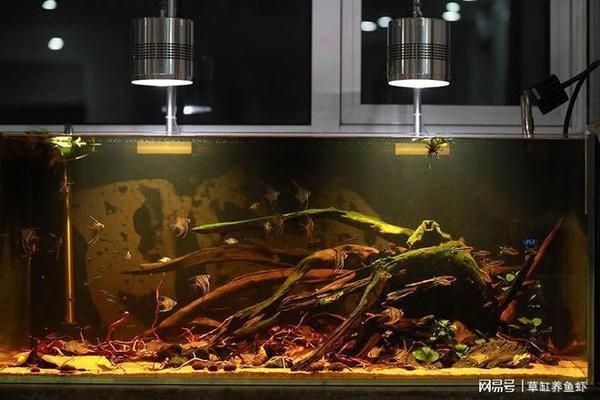 金龍魚餌加盟費用多少錢