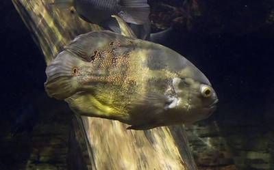 龍魚吃的小魚叫什么名字，龍魚常吃的一些小魚種類