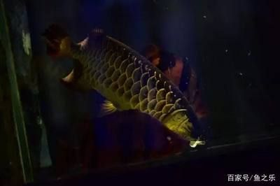 龍魚是誰的兒子，龍魚并非龍的直系后代，被稱為螭吻或魚龍，它的文化寓意探究