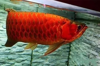 龍魚是誰的兒子，龍魚并非龍的直系后代，被稱為螭吻或魚龍，它的文化寓意探究