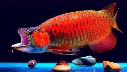 什么品種的龍魚好養(yǎng)活又好養(yǎng)，適合新手飼養(yǎng)的幾種龍魚品種，好養(yǎng)活又好養(yǎng)護的龍魚品種