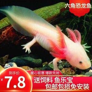 龍魚價格排名榜最新（2018年12月17日龍魚行情）