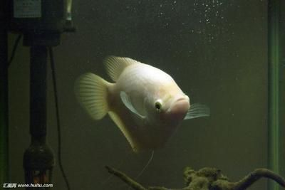 龍魚可以養幾條（關于龍魚養殖數量的一些詳細信息）