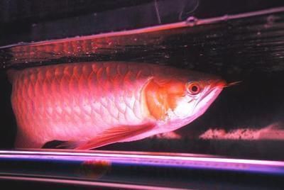 龍魚食物卡住了怎么辦，龍魚食物卡住后的處理方法