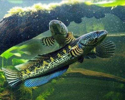 雷龍魚群養還是單養，雷龍魚養一對還是單條雷龍魚，養一對還是單條雷龍魚
