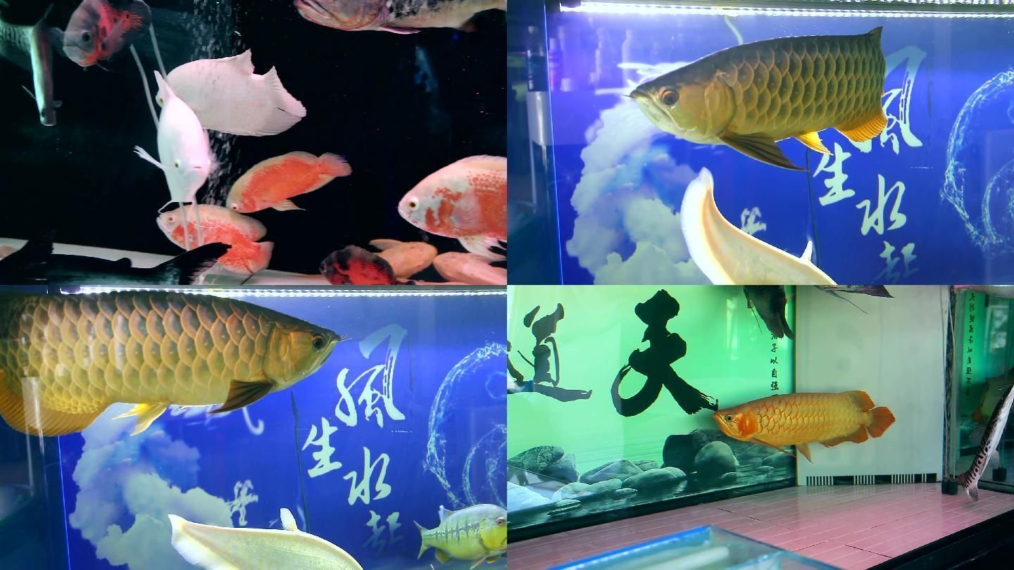 龍魚大戰地圖魚，龍魚和地圖魚混養成功案例龍魚地圖魚混養成功案例
