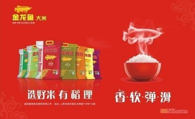 金龍魚加盟代理，金龍魚為加盟商提供了全面而具體的信息支持，加盟條件相對明確 金龍魚加盟代理，金龍魚為加盟商提供了全面而具體的信息支持，加盟條件相對明確 龍魚百科 第1張