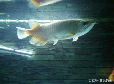 饒平金龍魚生產(chǎn)基地招聘信息（饒平金龍魚生產(chǎn)基地）