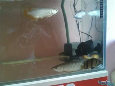 饒平金龍魚生產(chǎn)基地招聘信息（饒平金龍魚生產(chǎn)基地）