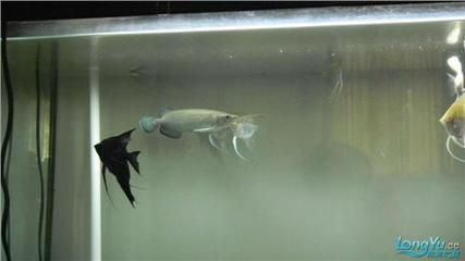 青龍魚(yú)能活多久啊怎么養(yǎng)，青龍魚(yú)的壽命和養(yǎng)殖方式