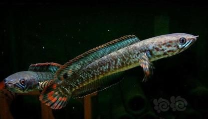 雷龍和龍魚哪個好看一點，雷龍和龍魚哪個更好看