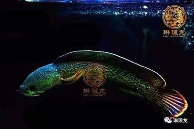 雷龍和龍魚哪個好看一點，雷龍和龍魚哪個更好看