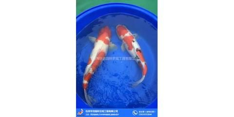 龍魚(yú)批發(fā)祥龍魚(yú)場(chǎng)（祥龍魚(yú)場(chǎng)龍魚(yú)價(jià)格及種類）